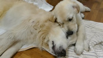 Pertemuan Anjing Tua dan Anak Anjing Ini Akan Menyentuh Hatimu