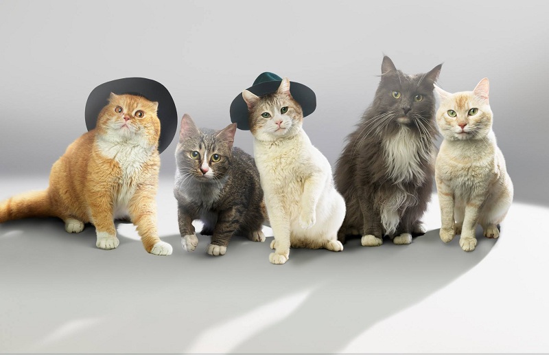 Jepang Bentuk Boyband K-Pop Beranggotakan Kucing Jantan, “SHINyan”
